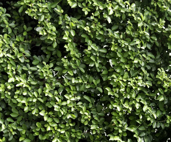 Carmona desen Retusa (Vahl) Masam bitki — Stok fotoğraf