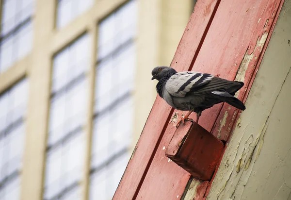 屋顶上的一只鸽子 — 图库照片