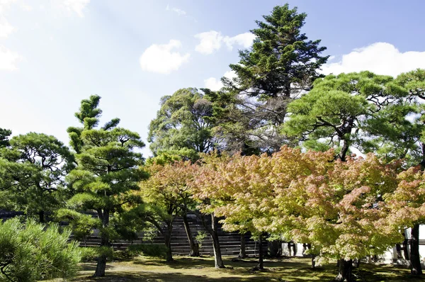 Hermoso paisaje de verano — Foto de Stock