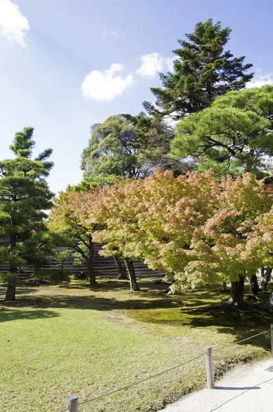 Paysage d'été — Photo