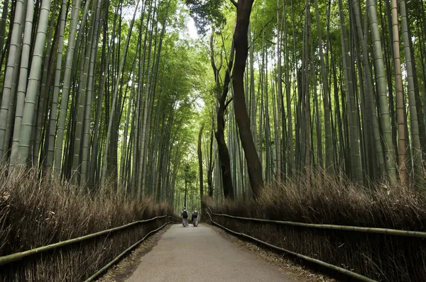 Бамбуковая роща в Арашияме, Киото, Япония — стоковое фото