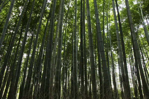 Forêt de bambous verts — Photo