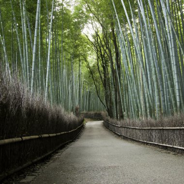 Bambu grove arashiyama Kyoto, Japonya