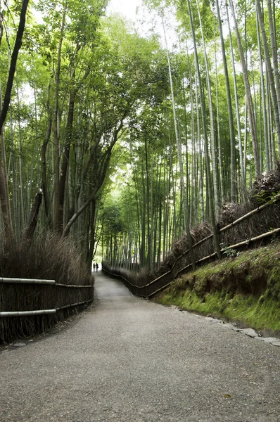 Arboleda de bambú en Arashiyama en Kyoto, Japón — Foto de Stock