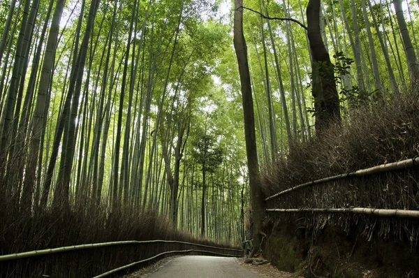 Bamboo grove in Arashiyama in Kyoto, Japan — Stock Photo, Image