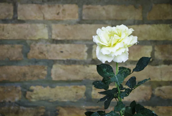 Roze bloem tegen een bakstenen muur — Stockfoto