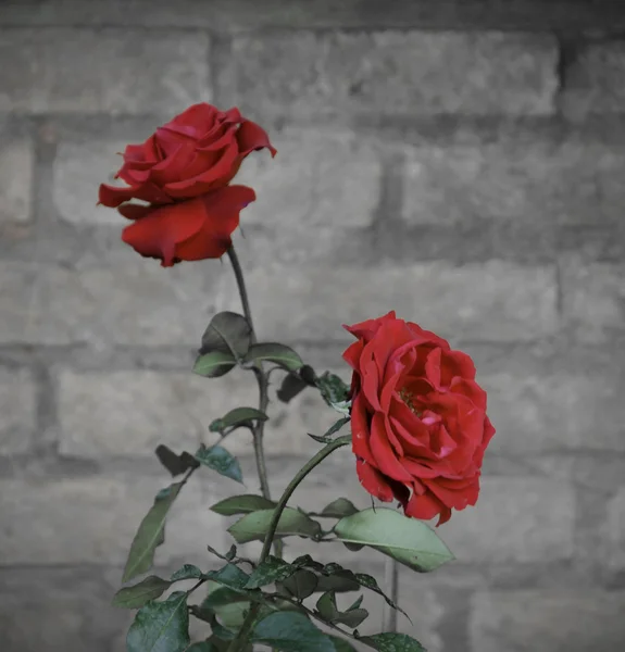 Retro Red Rose — Stock Photo, Image