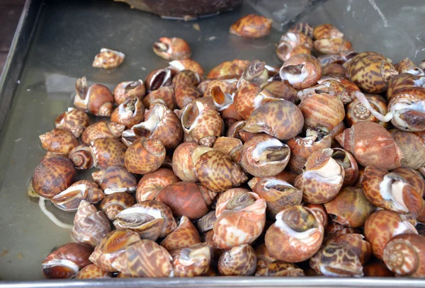 Whelks at the fresh market — Stock Photo, Image