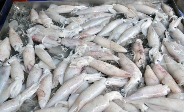 Frische Tintenfische auf dem Markt — Stockfoto