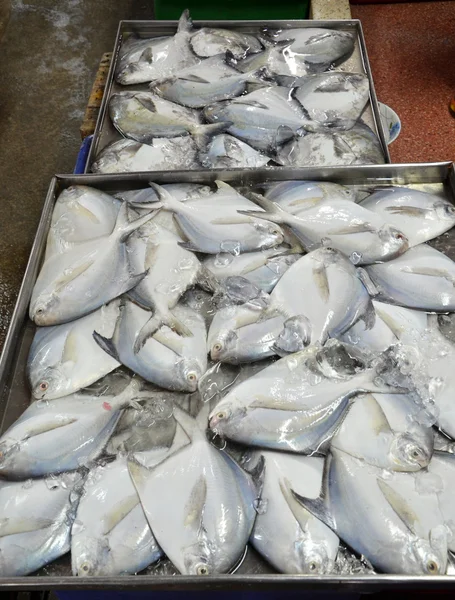 Variété de poissons et fruits de mer frais — Photo