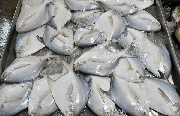 Fresh fish on ice at a fish market — Stock Photo, Image