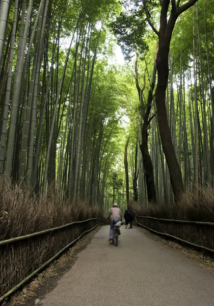 Słynny gaj bambusowy w Arashiyama, Kioto - Japonia — Zdjęcie stockowe