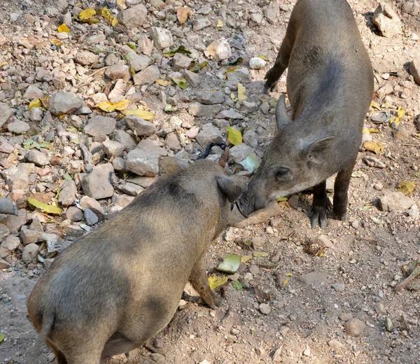 Wild boar brothers — Stock Photo, Image