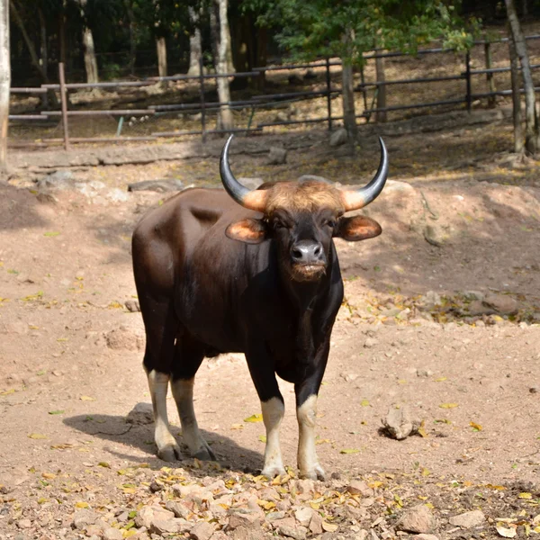 Gaur. Jaint black bull in rainforest — Stock Photo, Image