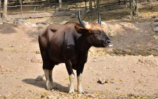 Gaur. Jaint black bull — Stock Photo, Image