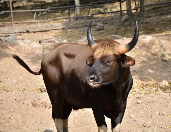 Gaur. Jaint black bull in rainforest — Stock Photo, Image