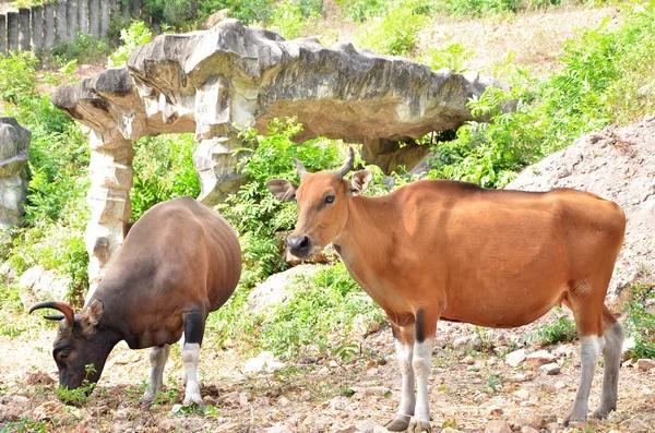 Banteng, red bull in rainforest — Stock Photo, Image