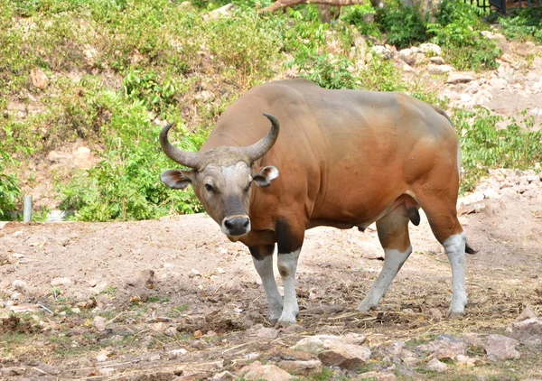 Banteng or Red Bull in rainforest — Stock Photo, Image