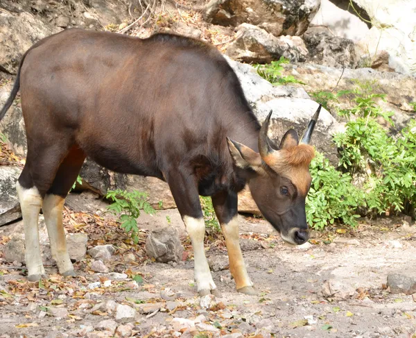 Gülbay seladaing bos gaurus — Stok fotoğraf