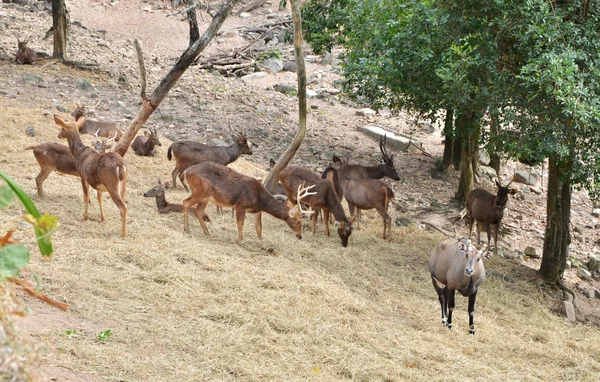 Sambar geyiği ormanda grup — Stok fotoğraf