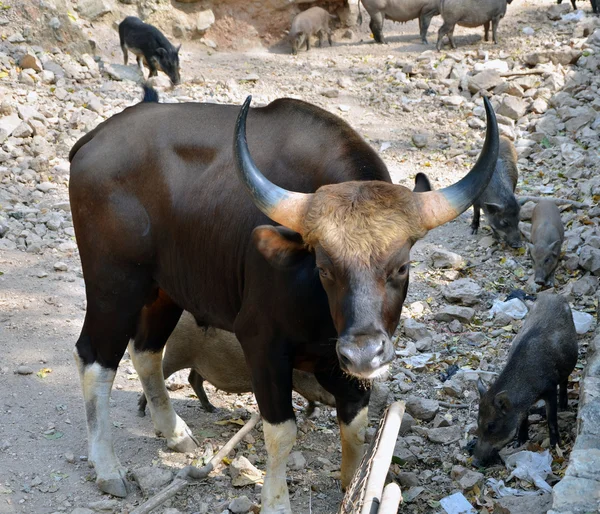 Gülbay. jiant siyah boğa ve yaban domuzu vahşi doğada — Stok fotoğraf