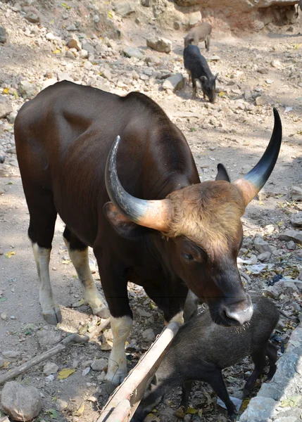 Gaur. Jiant black bull and Wild boars — Stock Photo, Image