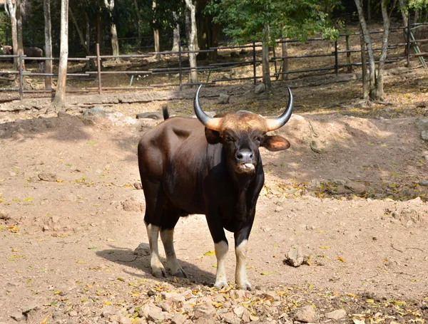 Gaur. jaint svart tjur — Stockfoto