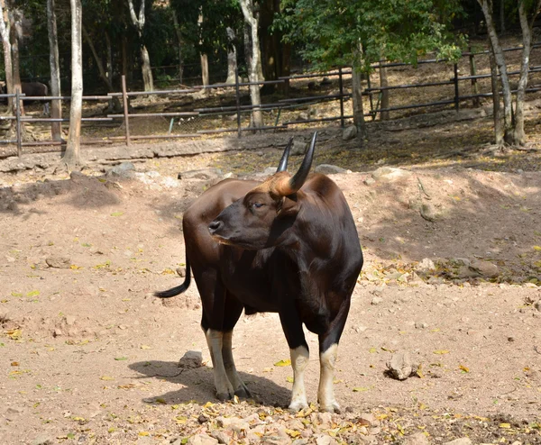 Ett foto av gaur — Stockfoto