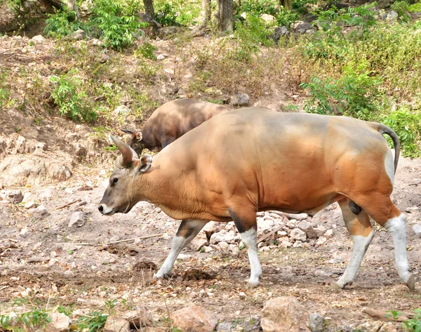 Banteng, red bull in rainforest