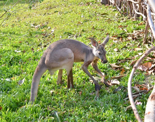 Uyarı gri kanguru — Stok fotoğraf
