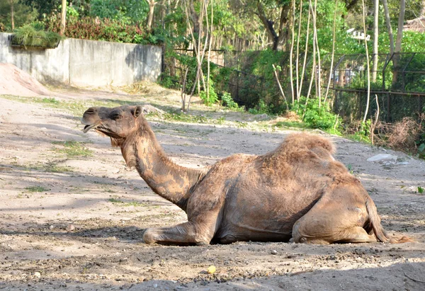 Dromedarkamel — Stockfoto