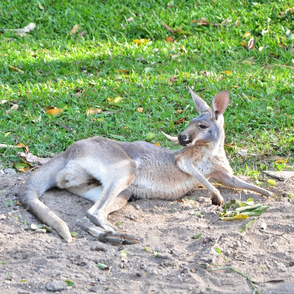 Gri kanguru, dinlenme — Stok fotoğraf