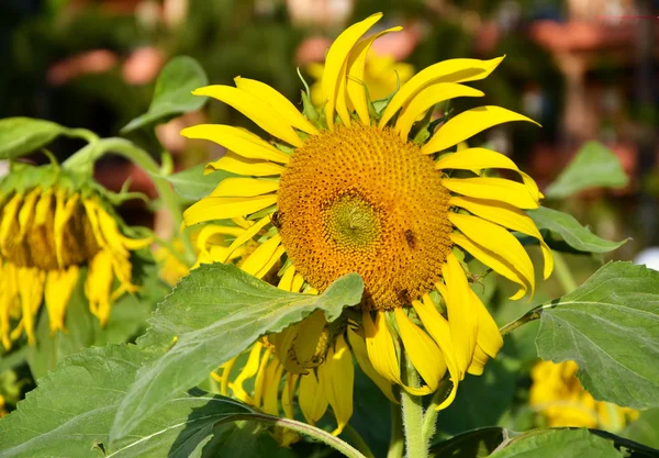 Närbild av sun flower — Stockfoto