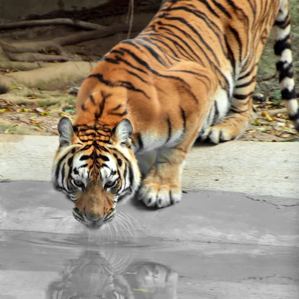 Амурский сибирский тигр — стоковое фото