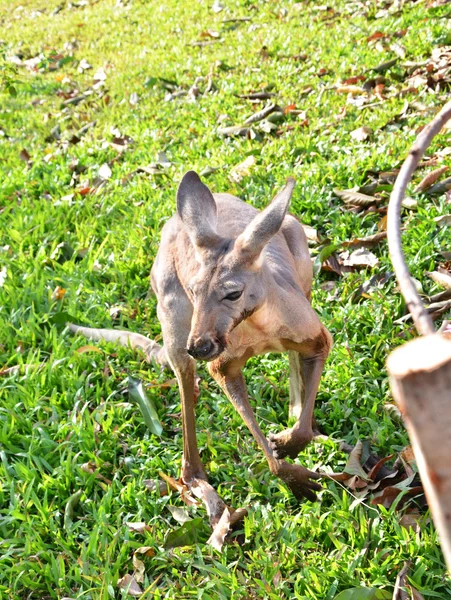 Genç kanguru — Stok fotoğraf