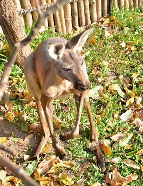 Kanguru portresi — Stok fotoğraf