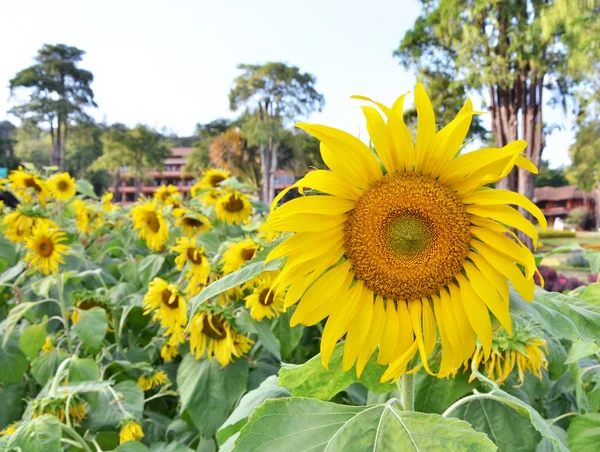 Närbild av sun flower — Stockfoto