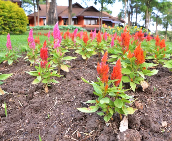 Celosia plumosa flower — Stock Photo, Image