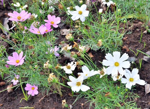 Cosmo fiore in giardino — Foto Stock