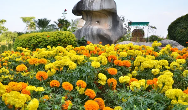 Giardino di fiori di calendula . — Foto Stock