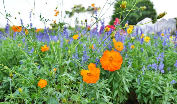 Kozmosz virágok kert — Stock Fotó