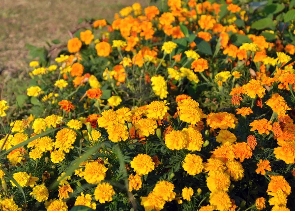 Marigold-virágoskert. — Stock Fotó