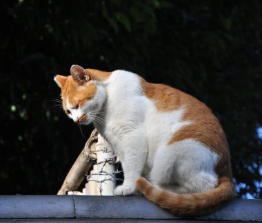 Kyoto çatıda kedi