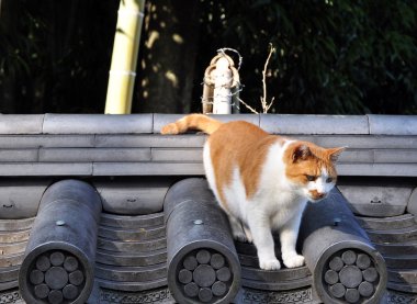 Çatıda yolunu yitirmek kedi