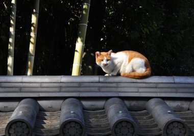 Kyoto yolunu yitirmek kedi