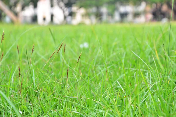 Longo grama prado closeup — Fotografia de Stock