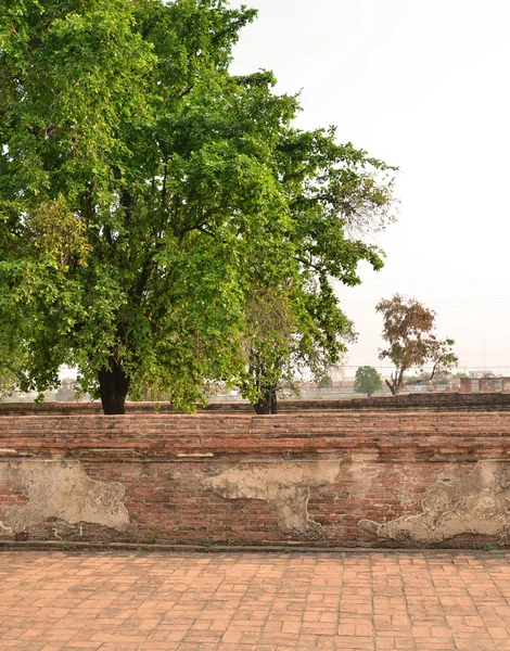 Bakstenen muur met de natuur — Stockfoto