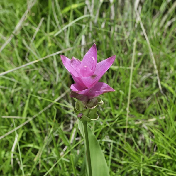 Сіамський тюльпан або літній тюльпан або доціо (Curcuma alismatifolia ) — стокове фото