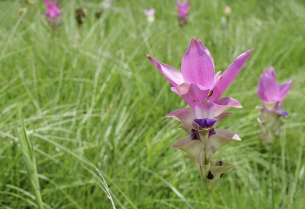 Siam tulip or summer tulip or dok krajiao(Curcuma alismatifolia)