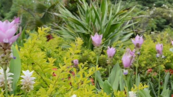 Tulipán siam con mariposa en la provincia de Chaiyaphum, Tailandia — Vídeo de stock